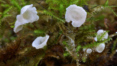 Photo of Rimbachia neckerae