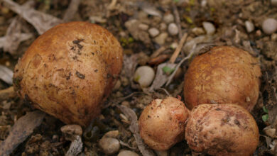 Photo of Rizopogon roseolo