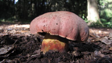 Photo of Rubroboletus lupinus