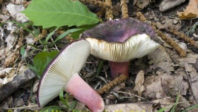 Photo of Russula amoena