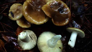 Photo of Russula amoenolens