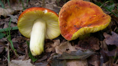 Photo of Russula aurea