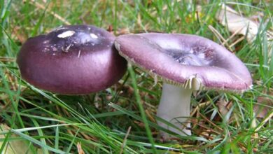 Photo of Russula caerulea