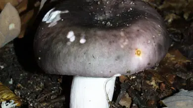 Photo of Russula cianoxantha