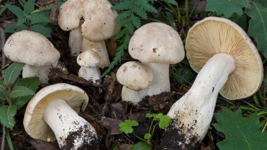 Photo of Russula eterofila