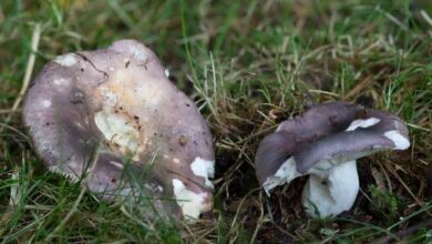 Photo of Russula Ionochlora