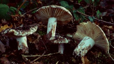 Photo of Russula nigricans