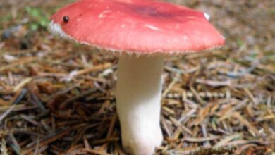 Photo of Russula nobilis