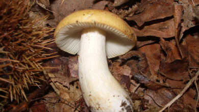 Photo of Russula ochroleuca