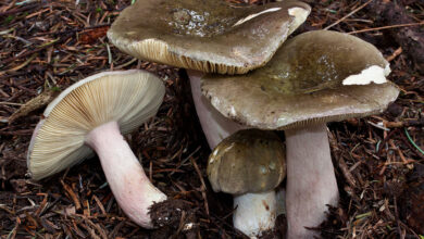 Photo of Russula olivacea