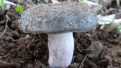 Photo of Russula parazurea