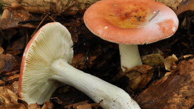 Photo of Russula puellula