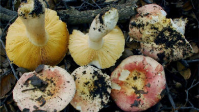 Photo of Russula risigallina