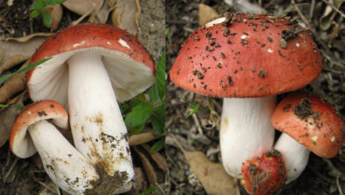 Photo of Russula rosea