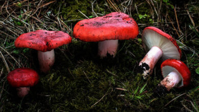 Photo of Russula sanguinea