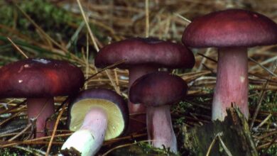 Photo of Russula sardonia