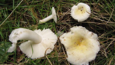 Photo of Russula solaris