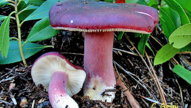 Photo of Russula torulosa