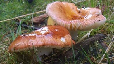 Photo of Russula vesca