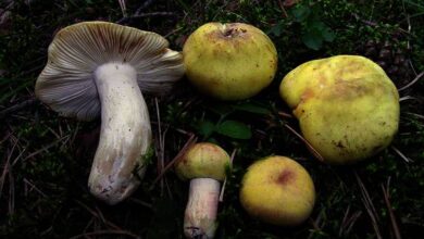 Photo of Russula violeipes