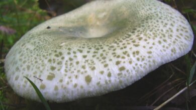 Photo of Russula virescens