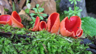 Photo of Sarcoscypha coccinea