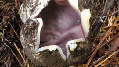 Photo of Sarcosfara coronarica