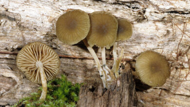Photo of Simocybe centuncolo