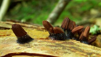 Photo of Stemonitis fusca