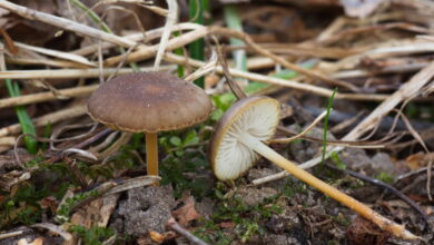 Photo of Strobilurus tenacellus