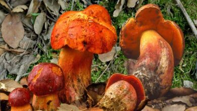 Photo of Suillellus dupainii