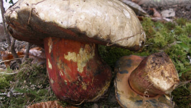 Photo of Suillellus satana