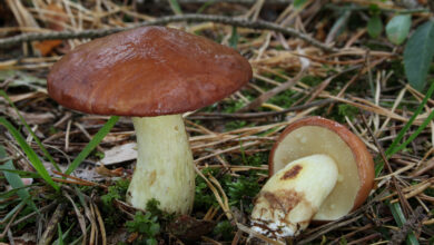 Photo of Suillus granulatus