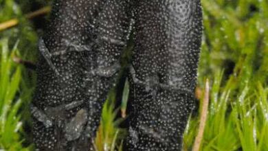 Photo of Tolypocladium ophioglossoides