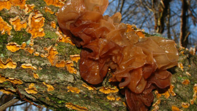 Photo of Tremella foliacea