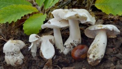 Photo of Tricholoma colombetta