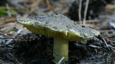 Photo of Tricholoma equestris