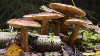 Photo of Tricholoma fulvum