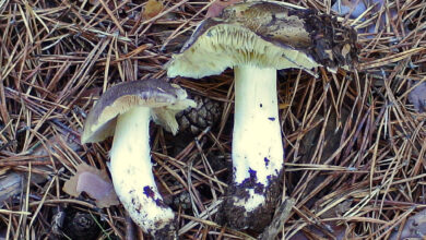 Photo of Tricholoma portentosum