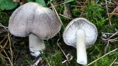Photo of Tricholoma terreum