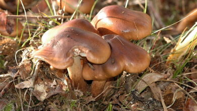 Photo of Tricholoma ustale