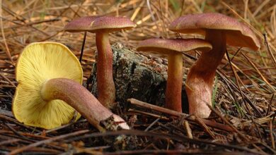 Photo of Tricholomopsis rutilans