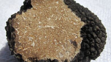 Photo of Tuber aestivum