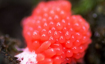 Photo of Tubifera ferruginosa