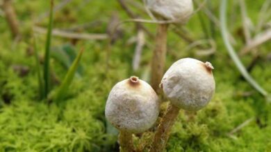 Photo of Tulostoma brumale