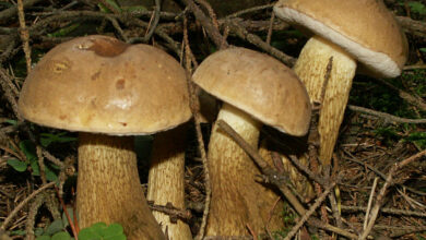 Photo of Tylopilus felleus