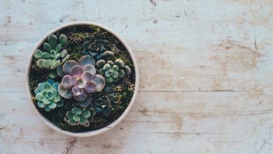 Photo of Come coltivare e cura dei succulenti