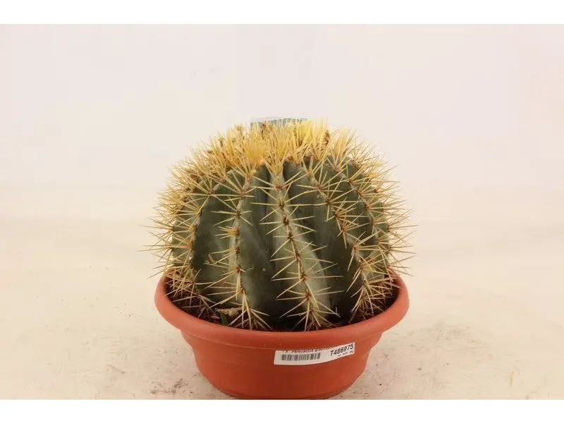 Le migliori varietà di cactus da coltivare indoor