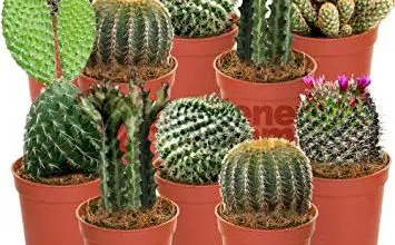 Photo of Cactus da interno: profilo della pianta