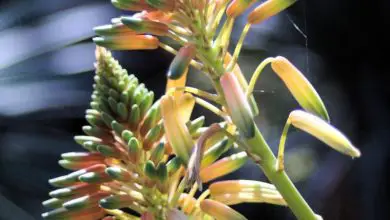 Photo of Genere Echinopsis